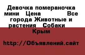 Девочка помераночка мини › Цена ­ 50 000 - Все города Животные и растения » Собаки   . Крым